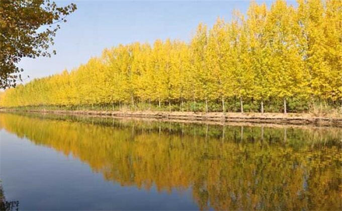 枣庄微山湖红荷湿地自助旅游