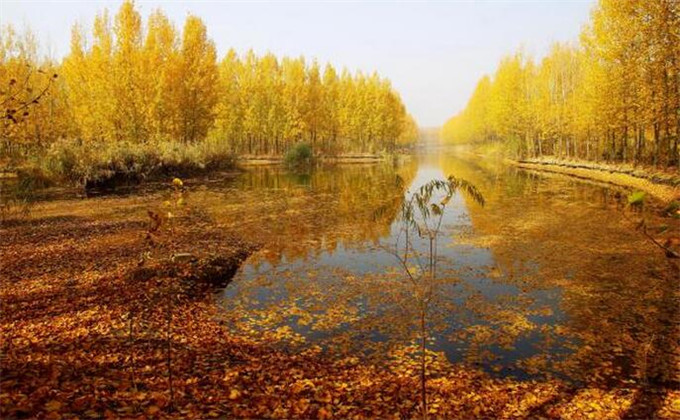 枣庄微山湖红荷湿地旅游景点推荐