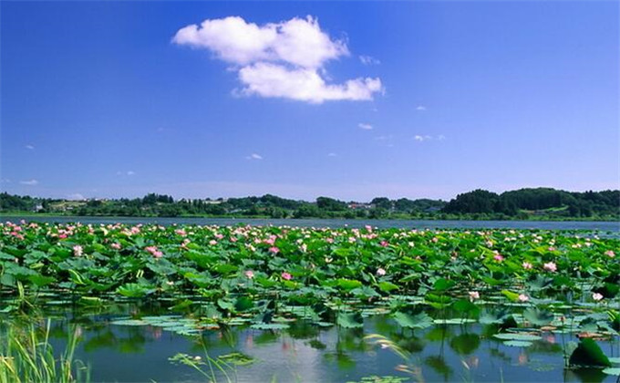枣庄微山湖红荷湿地自助游价格