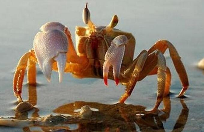 微山湖特产大闸蟹有什么特征