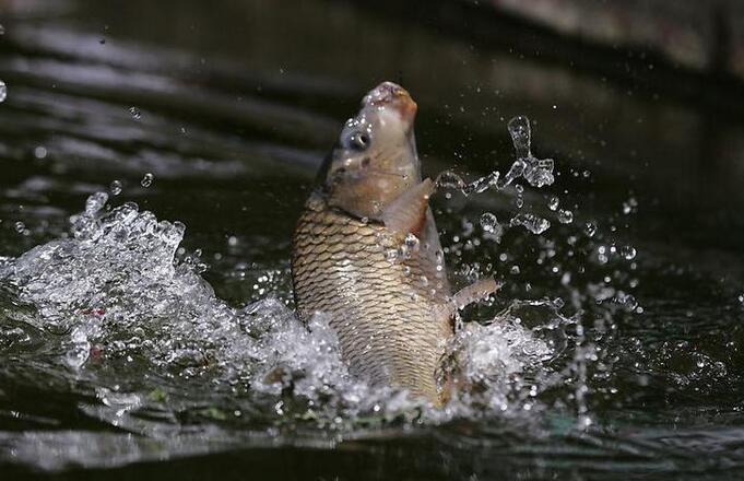 微山湖特产四鼻鲤鱼的营养价值