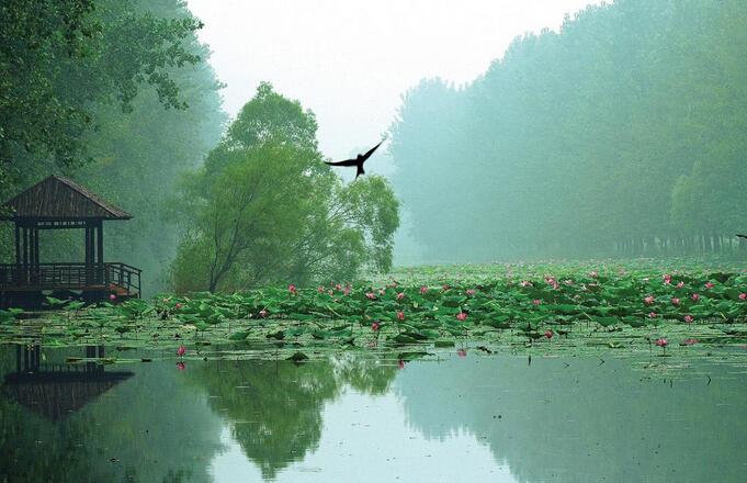 夏季自驾游-微山湖湿地周边景点滕州盈泰温泉度假村