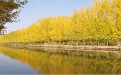 2019年微山湖湿地公园门票多少钱？