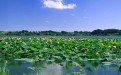微山湖湿地公园与扎龙国家级自然保护区哪个湿地更有魅力